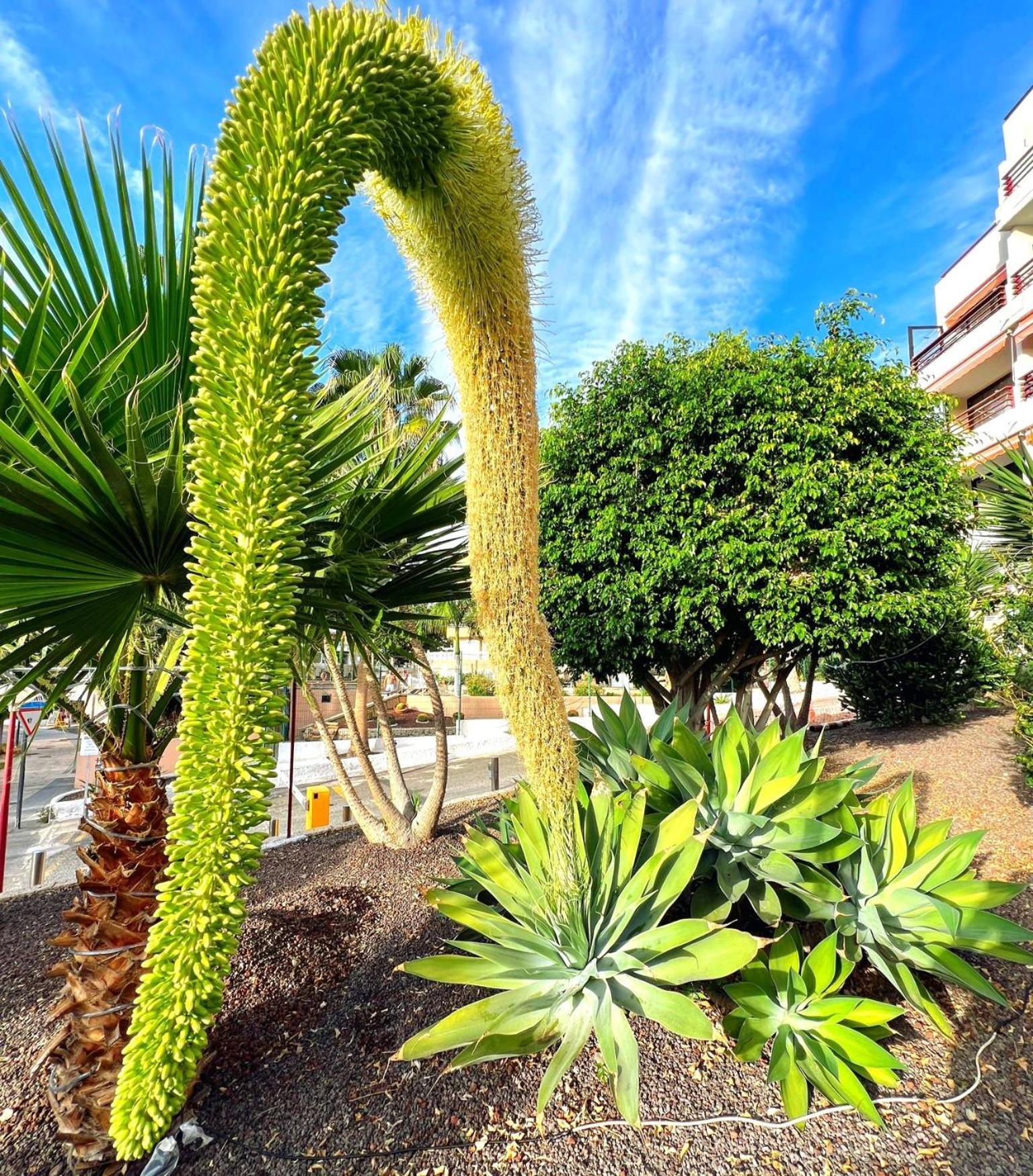 Paulmarie Apartment In Olympia Playa de las Américas Dış mekan fotoğraf